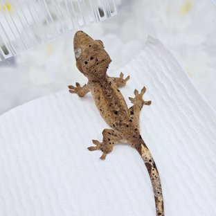 슈퍼달마시안 달마시안