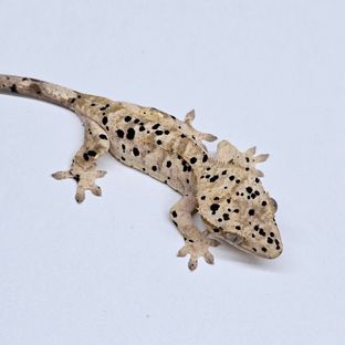 슈퍼달마시안 달마시안