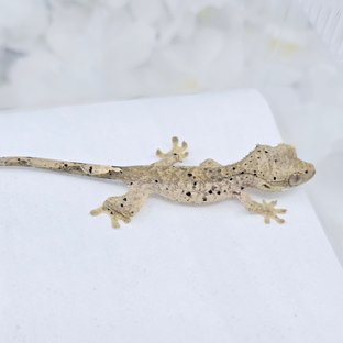 슈퍼달마시안 달마시안