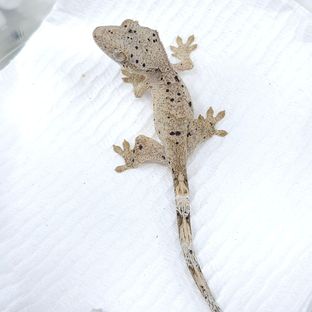 슈퍼달마시안 달마시안