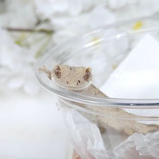 달마시안 슈퍼달마시안