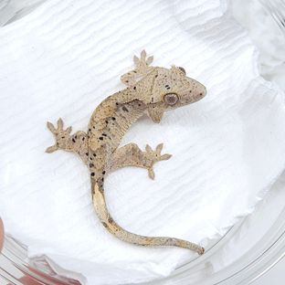 슈퍼달마시안 달마시안