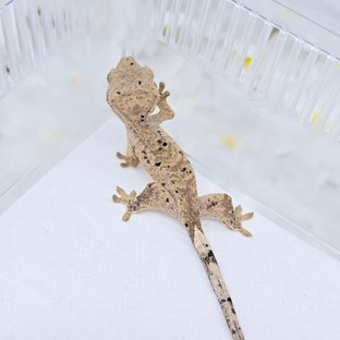 슈퍼달마시안 달마시안