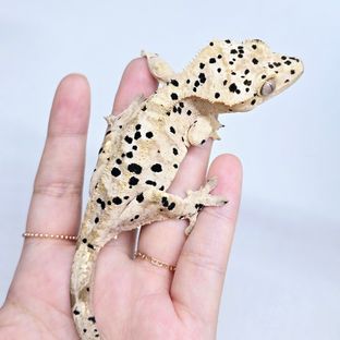 슈퍼달마시안 달마시안