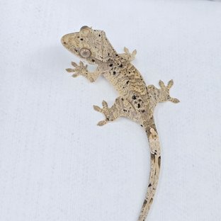 슈퍼달마시안 달마시안