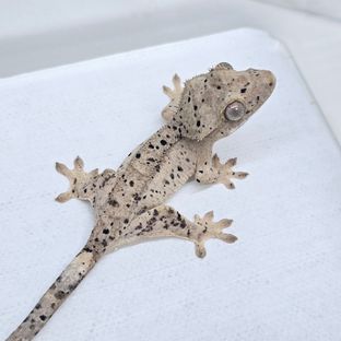 슈퍼달마시안 달마시안