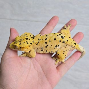 스텔라