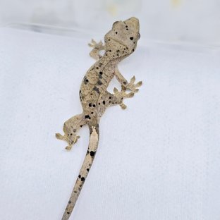 슈퍼달마시안 달마시안