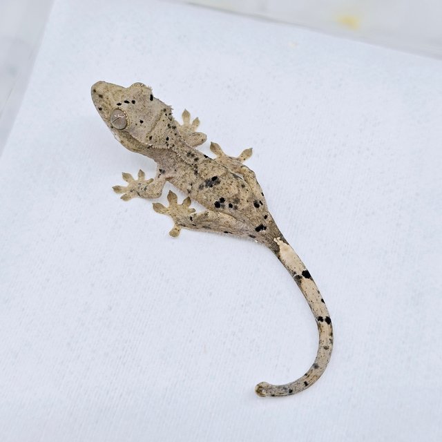 슈퍼달마시안 달마시안