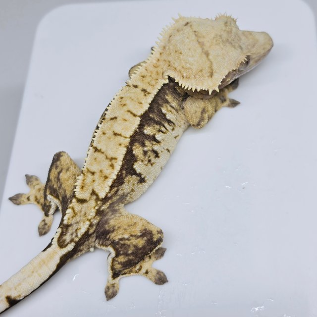 노멀 트라이 익스트림할리퀸