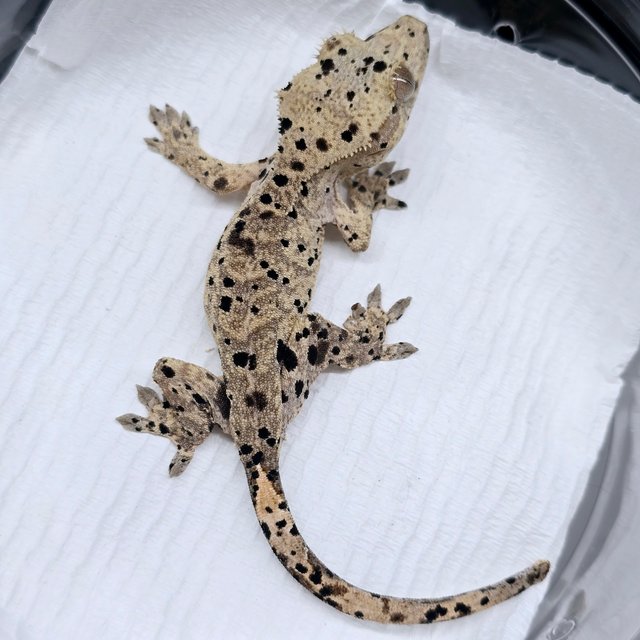 슈퍼달마시안 달마시안