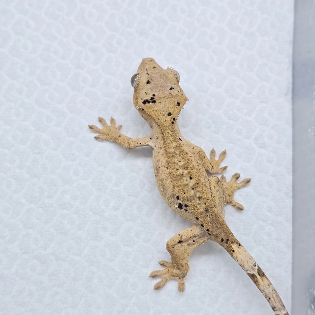 슈퍼달마시안 달마시안