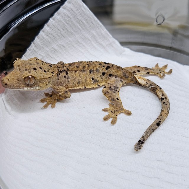 슈퍼달마시안 달마시안