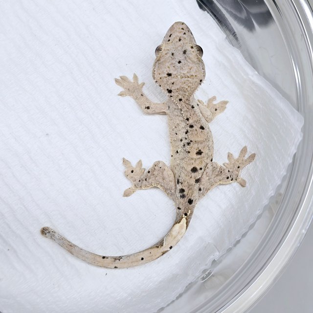 슈퍼달마시안 달마시안