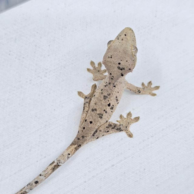 슈퍼달마시안 달마시안