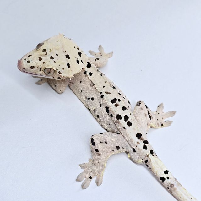 슈퍼달마시안 달마시안