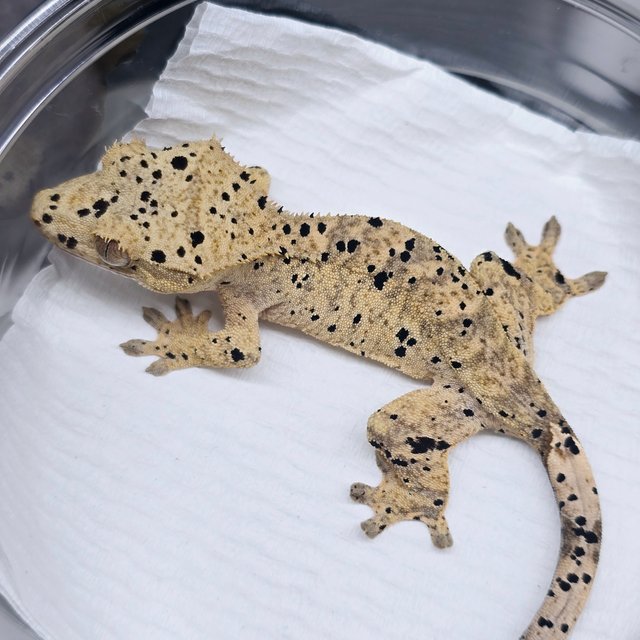 슈퍼달마시안 달마시안