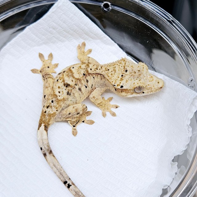 슈퍼달마시안 달마시안