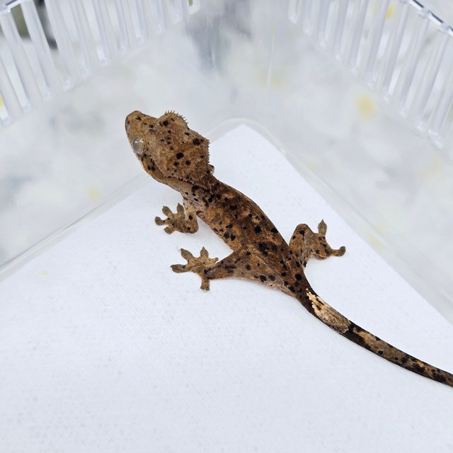 슈퍼달마시안 달마시안