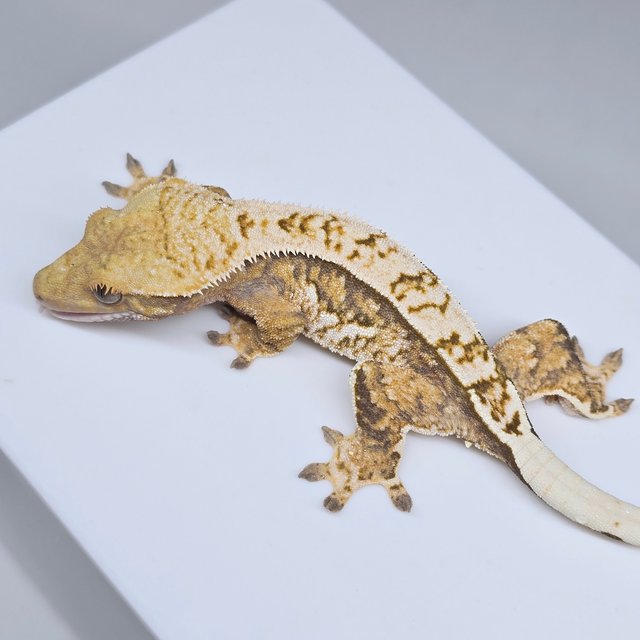 노멀 트라이 쿼드