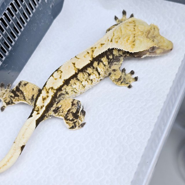 노멀 트라이 익스트림할리퀸