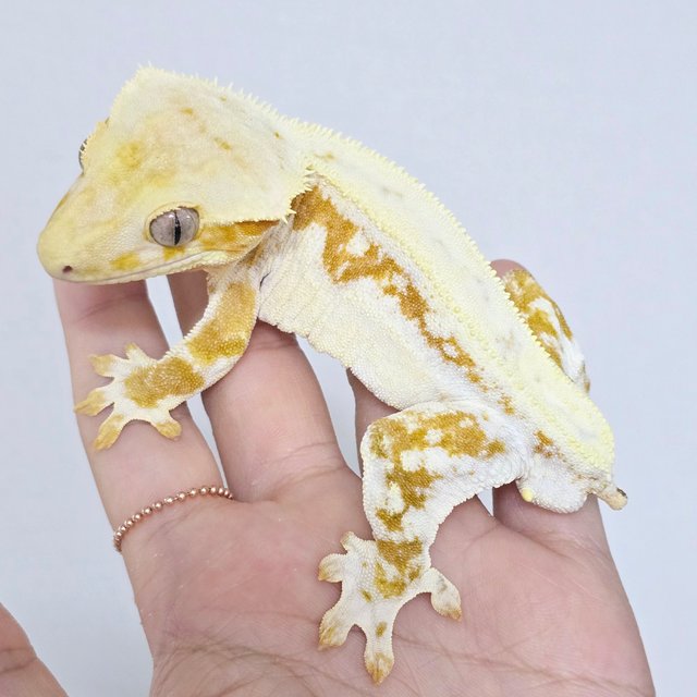 크림 릴리화이트 옐로우