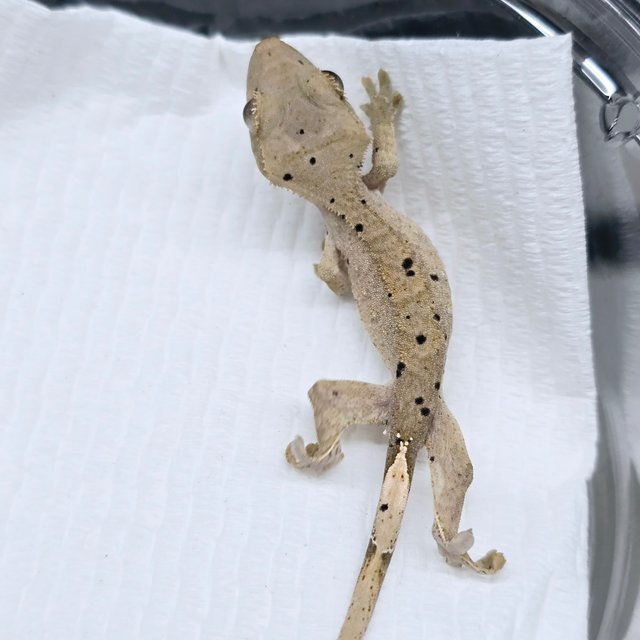 슈퍼달마시안 달마시안