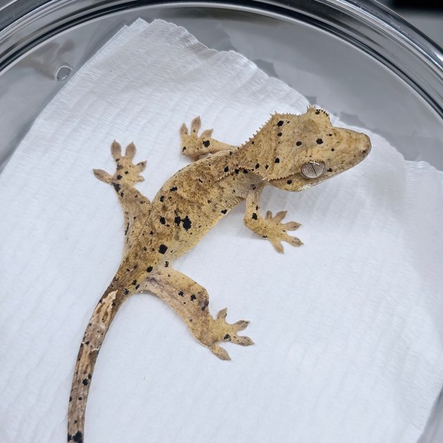 슈퍼달마시안 달마시안