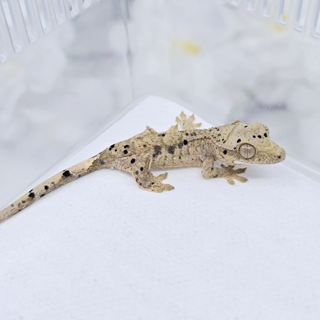 슈퍼달마시안 달마시안