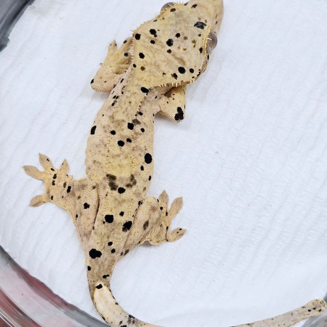 슈퍼달마시안 달마시안