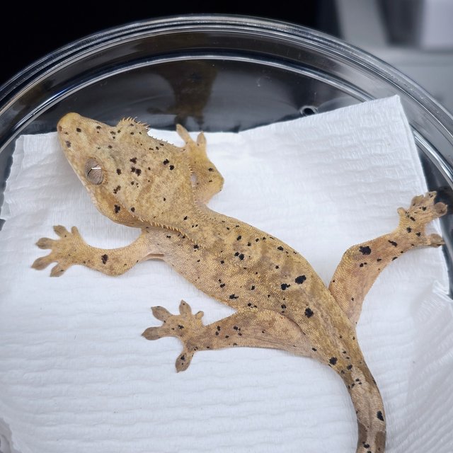 슈퍼달마시안 달마시안