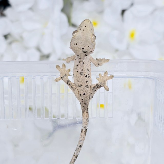 슈퍼달마시안 달마시안