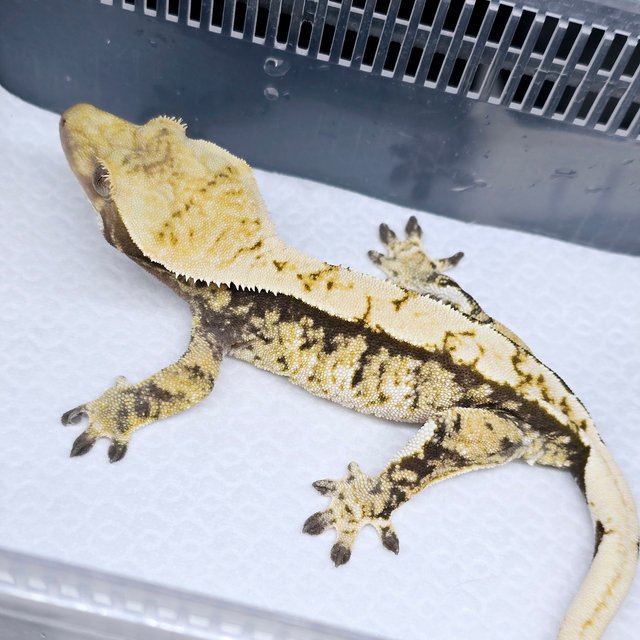 노멀 트라이 익스트림할리퀸