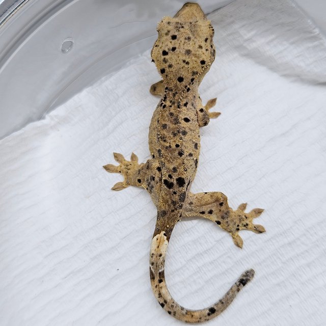 슈퍼달마시안 달마시안