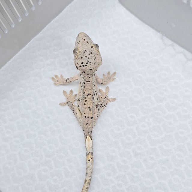 슈퍼달마시안 달마시안