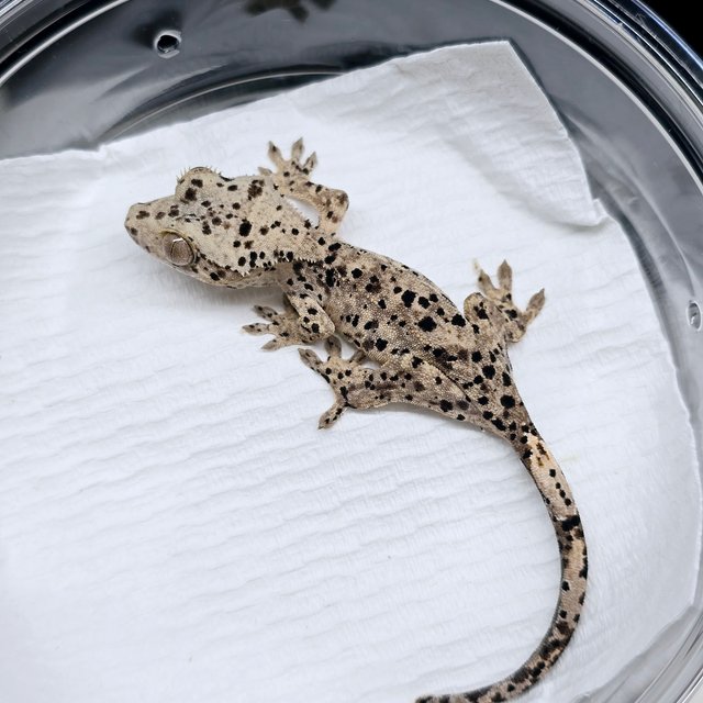 슈퍼달마시안 달마시안