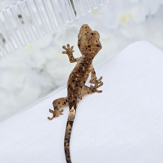 슈퍼달마시안 달마시안