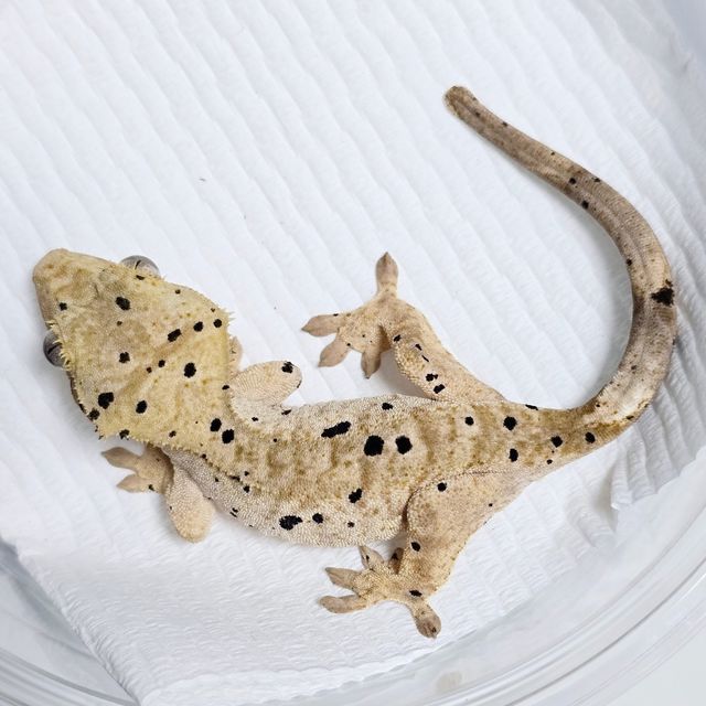 슈퍼달마시안 달마시안