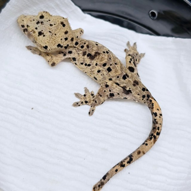 슈퍼달마시안 달마시안