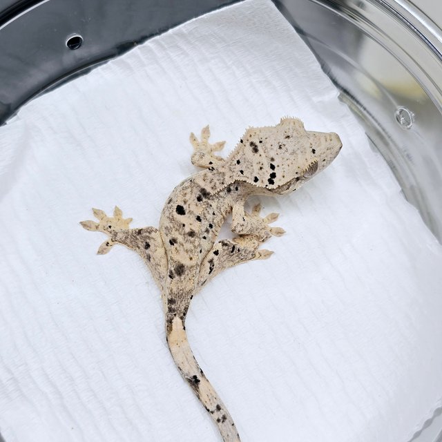 슈퍼달마시안 달마시안