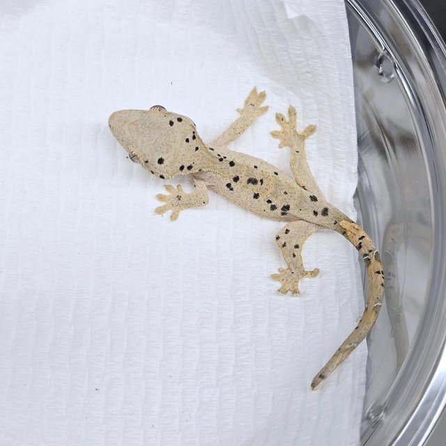 슈퍼달마시안 달마시안