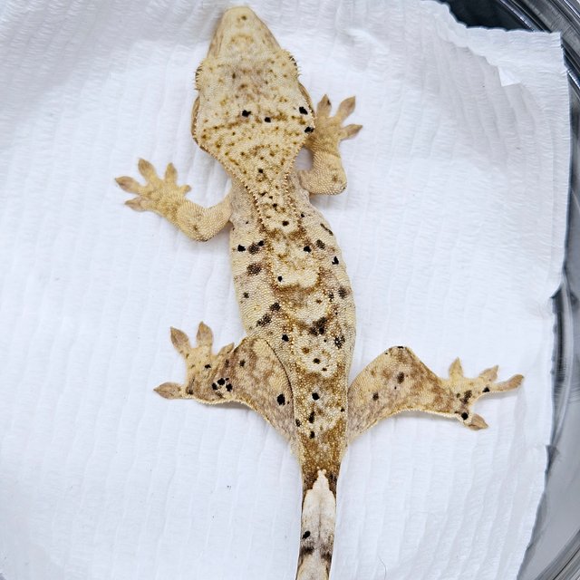 슈퍼달마시안 달마시안