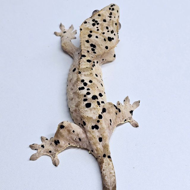 슈퍼달마시안 달마시안