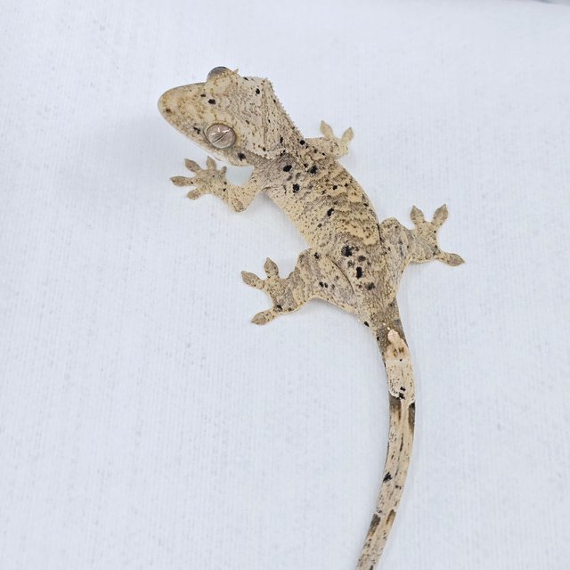 슈퍼달마시안 달마시안