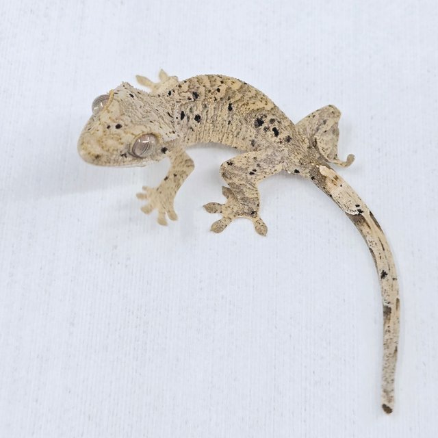 슈퍼달마시안 달마시안