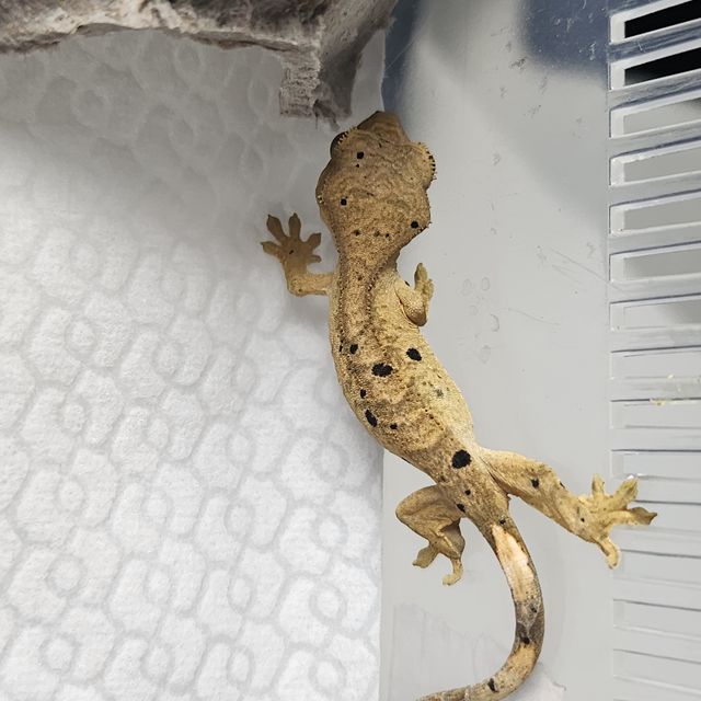 슈퍼달마시안 달마시안