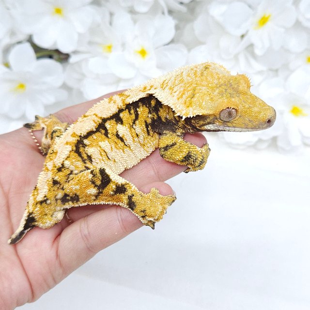 노멀 트라이 익스트림할리퀸