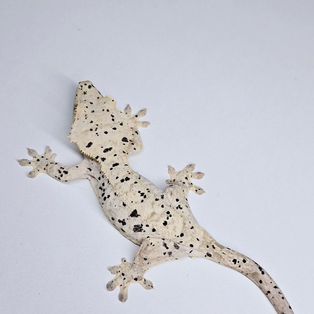 슈퍼달마시안 달마시안