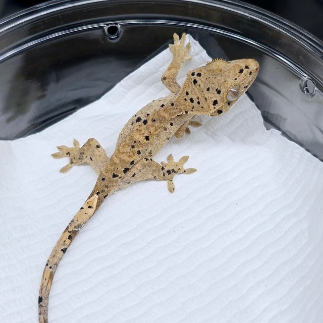 슈퍼달마시안 달마시안