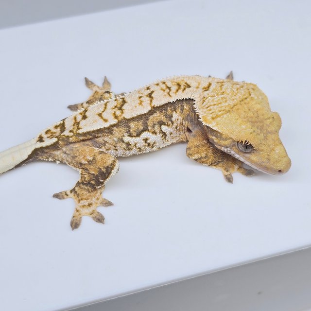 노멀 트라이 쿼드